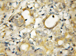 GOPC Antibody in Immunohistochemistry (Paraffin) (IHC (P))