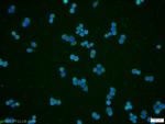 RPE Antibody in Immunocytochemistry (ICC/IF)