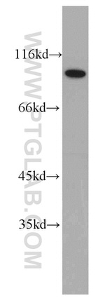 CHFR Antibody in Western Blot (WB)