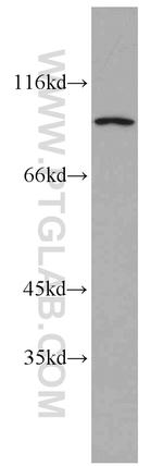 CHFR Antibody in Western Blot (WB)