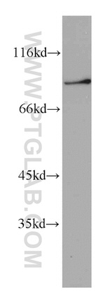 CHFR Antibody in Western Blot (WB)