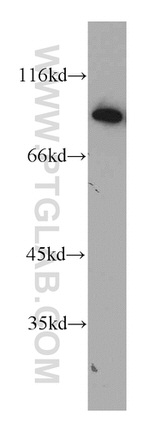 CHFR Antibody in Western Blot (WB)