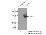 FKBP65 Antibody in Immunoprecipitation (IP)
