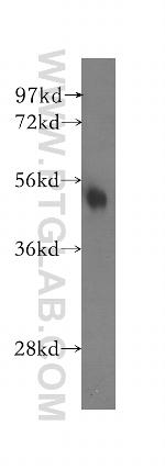 NARF Antibody in Western Blot (WB)