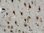 MED8 Antibody in Immunohistochemistry (Paraffin) (IHC (P))