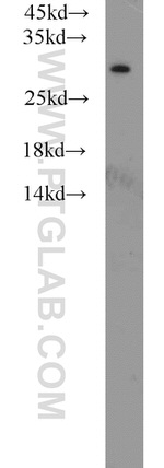 MED8 Antibody in Western Blot (WB)