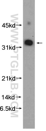 MED8 Antibody in Western Blot (WB)