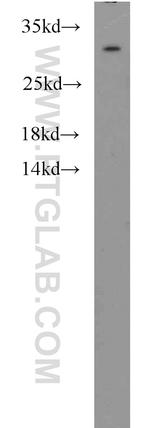 MED8 Antibody in Western Blot (WB)