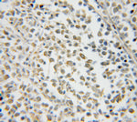 NXF2 Antibody in Immunohistochemistry (Paraffin) (IHC (P))