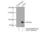 NXF2 Antibody in Immunoprecipitation (IP)