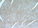 Fibulin 5 Antibody in Immunohistochemistry (Paraffin) (IHC (P))