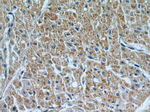 Fibulin 5 Antibody in Immunohistochemistry (Paraffin) (IHC (P))