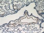 Fibulin 5 Antibody in Immunohistochemistry (Paraffin) (IHC (P))