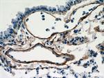 Fibulin 5 Antibody in Immunohistochemistry (Paraffin) (IHC (P))