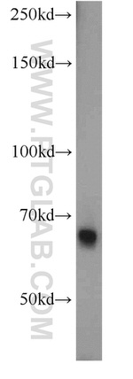 Fibulin 5 Antibody in Western Blot (WB)