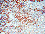 VPS33B Antibody in Immunohistochemistry (Paraffin) (IHC (P))