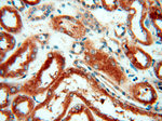 VPS33B Antibody in Immunohistochemistry (Paraffin) (IHC (P))