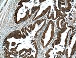 VPS33B Antibody in Immunohistochemistry (Paraffin) (IHC (P))