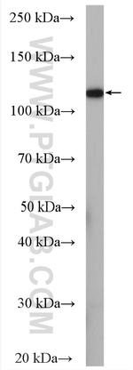 WWP2 Antibody in Western Blot (WB)