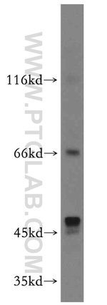 ARMCX2 Antibody in Western Blot (WB)