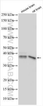 HDAC11 Antibody in Western Blot (WB)