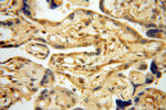 TRIM27 Antibody in Immunohistochemistry (Paraffin) (IHC (P))