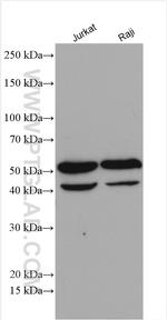 TRIM27 Antibody in Western Blot (WB)
