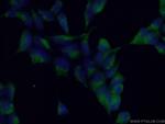 PCTAIRE3 Antibody in Immunocytochemistry (ICC/IF)