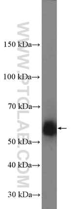 PCTAIRE3 Antibody in Western Blot (WB)