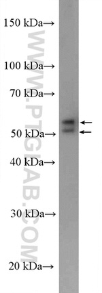 PCTAIRE3 Antibody in Western Blot (WB)
