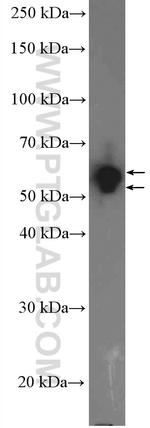 PCTAIRE3 Antibody in Western Blot (WB)