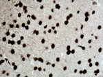 CREB1 Antibody in Immunohistochemistry (Paraffin) (IHC (P))