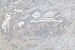 SH3BGRL3 Antibody in Immunohistochemistry (Paraffin) (IHC (P))