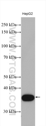 CPOX Antibody in Western Blot (WB)