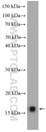 SSBP1 Antibody in Western Blot (WB)