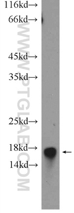 SSBP1 Antibody in Western Blot (WB)