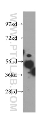 MINA Antibody in Western Blot (WB)