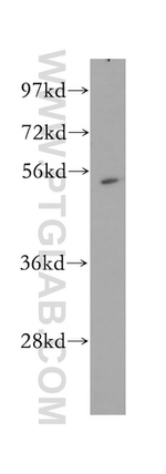 MINA Antibody in Western Blot (WB)