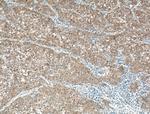 Gamma cystathionase Antibody in Immunohistochemistry (Paraffin) (IHC (P))
