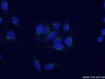 PEPD Antibody in Immunocytochemistry (ICC/IF)