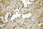 PEPD Antibody in Immunohistochemistry (Paraffin) (IHC (P))