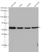 PEPD Antibody in Western Blot (WB)