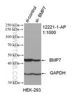 BMP7 Antibody in Western Blot (WB)