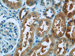 BMP7 Antibody in Immunohistochemistry (Paraffin) (IHC (P))