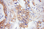 DPEP1 Antibody in Immunohistochemistry (Paraffin) (IHC (P))
