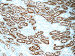 DPEP1 Antibody in Immunohistochemistry (Paraffin) (IHC (P))