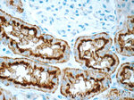 DPEP1 Antibody in Immunohistochemistry (Paraffin) (IHC (P))