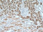 DPEP1 Antibody in Immunohistochemistry (Paraffin) (IHC (P))