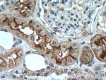 DPEP1 Antibody in Immunohistochemistry (Paraffin) (IHC (P))