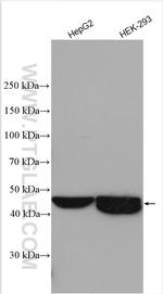 DPEP1 Antibody in Western Blot (WB)